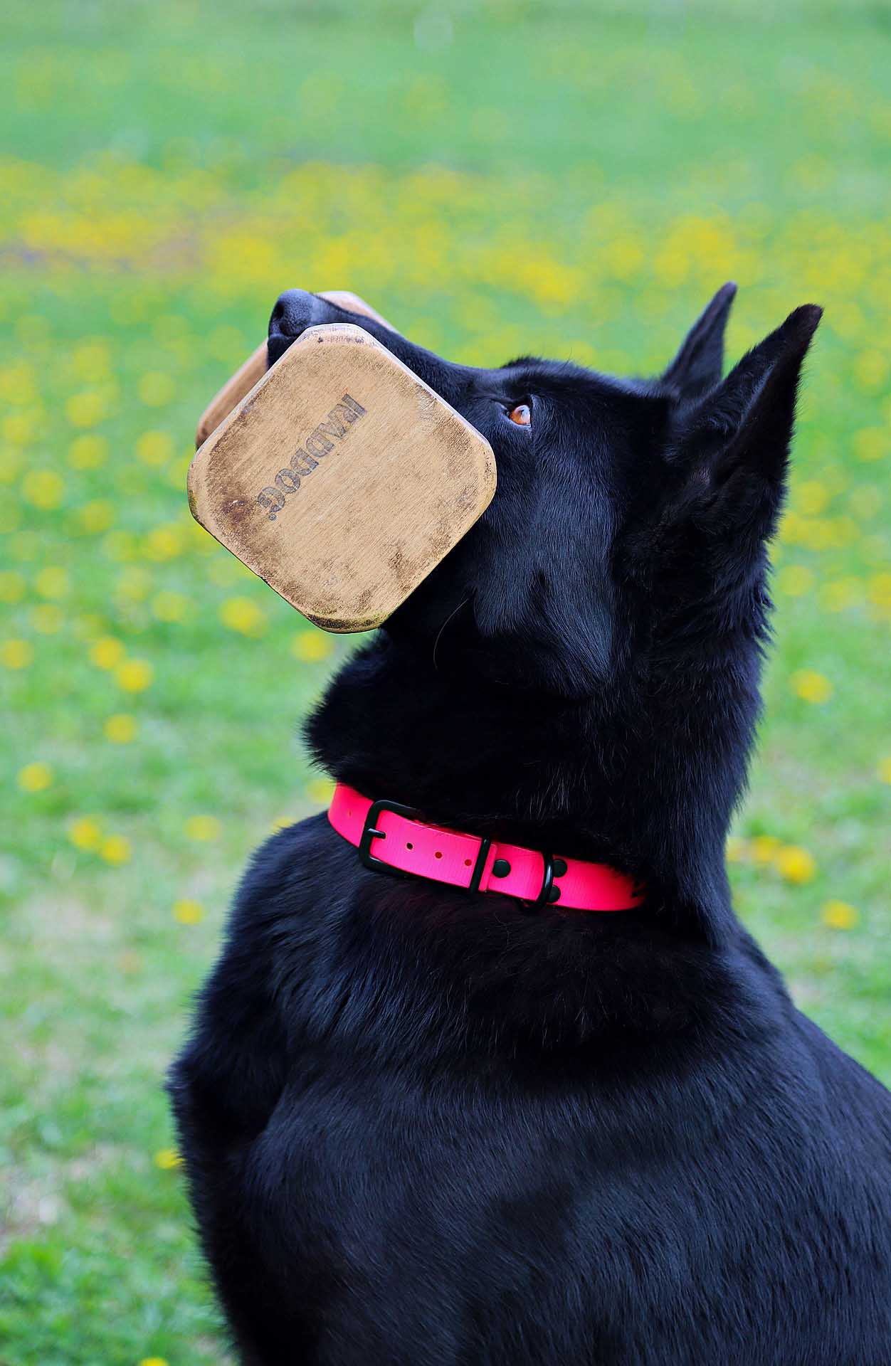 반려동물 훈련 관련 사진