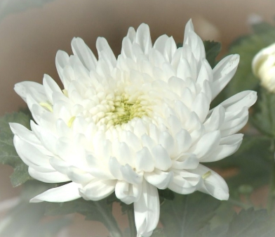 가을에 피는 꽃 종류 해바라기-국화