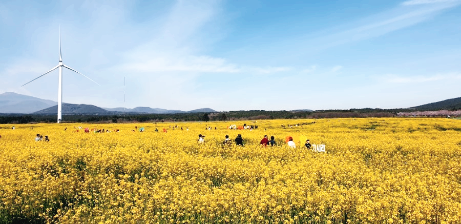 유채꽃축제