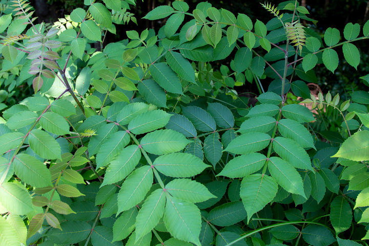 옻의 효능, 부작용 및 사용법 알아보기