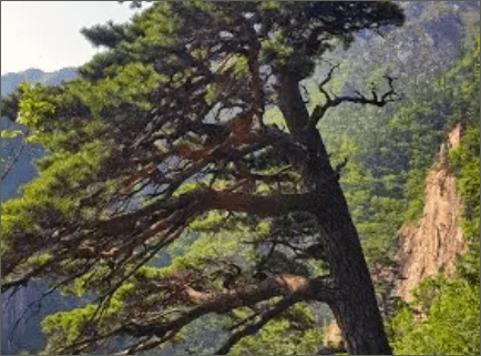 설악산 케이블카 요금 예약 및 주차장 꿀팁