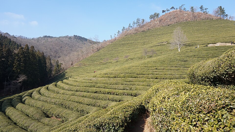 Curved rows of green tea bushes cover a hillside at Daehan Dawon, with trees and wooded hills beneath a clear blue sky.