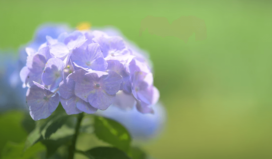2025 강진 수국길 축제 : 축제 개요부터 방문 팁까지 총정리