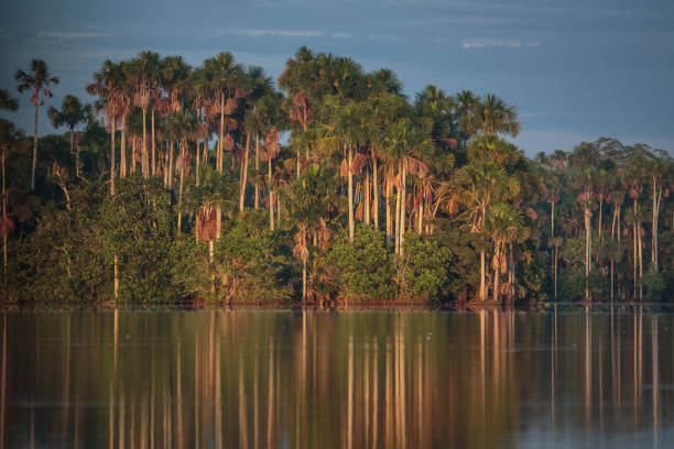 아구아헤 효능 및 부작용. 아마존 우림 숲 속에서 자라는 아구아헤는 비타민과 미네랄이 풍부하게 들어있어 건강에 매우 좋은 열매입니다. 이번에는 아구아헤의 다양한 효능과 부작용&amp;#44; 그리고 사용 방법까지 자세히 알아보겠습니다.