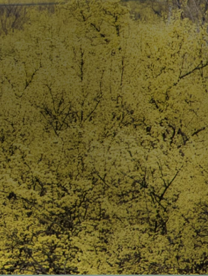 구례 산수유축제