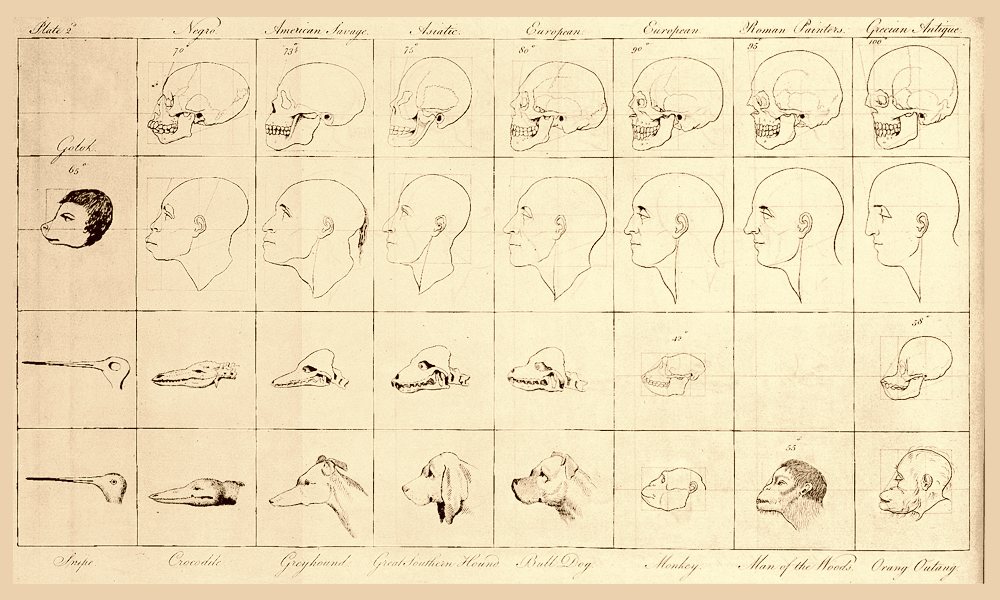 두개골 측정학(Phrenology)과 인종차별