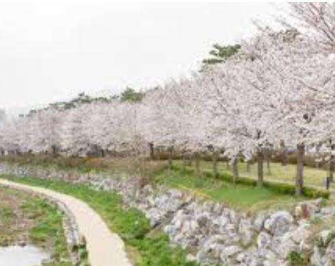 홍성 벚꽃
