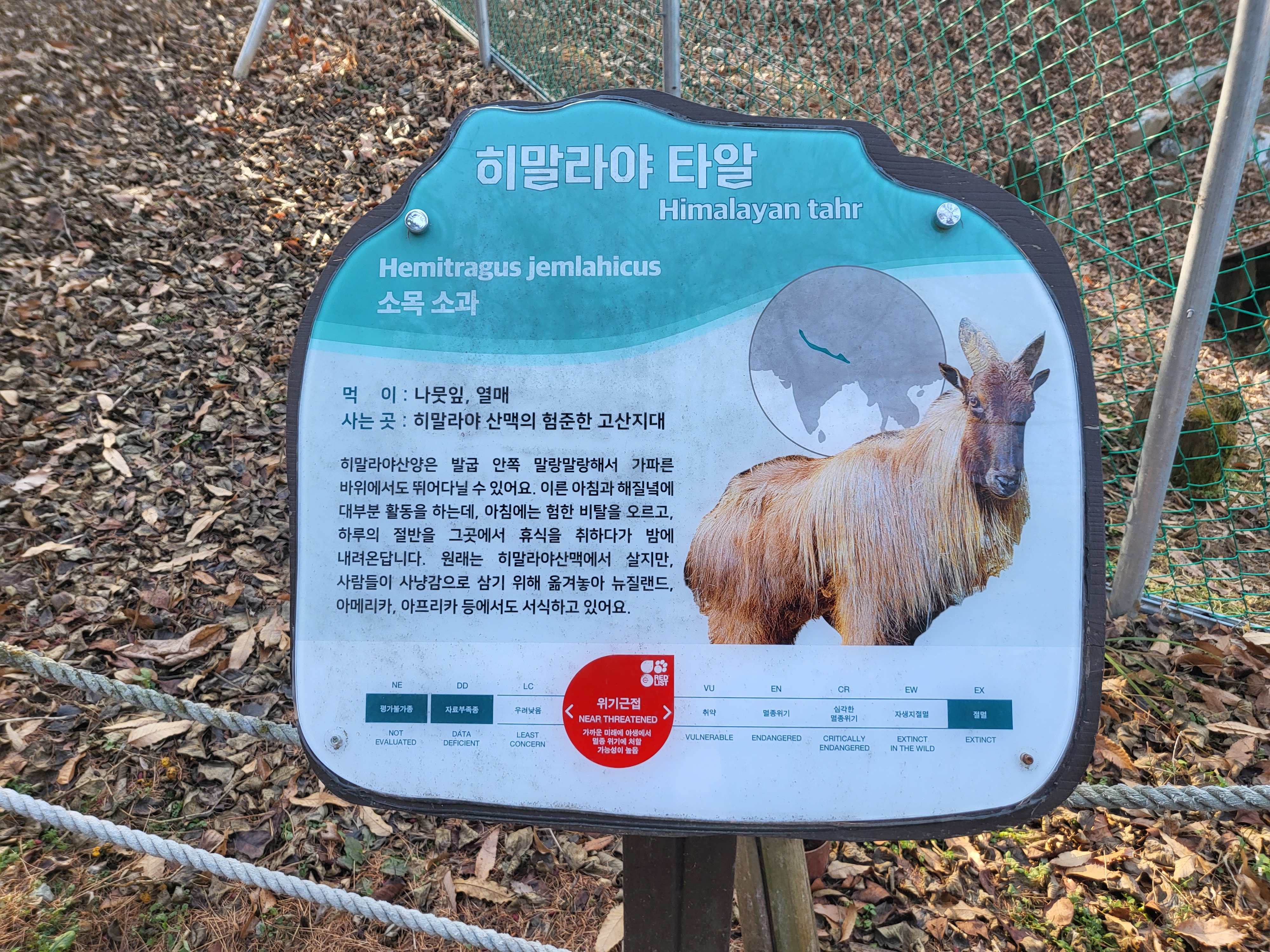 청주 동물원 - 히말라야 산양