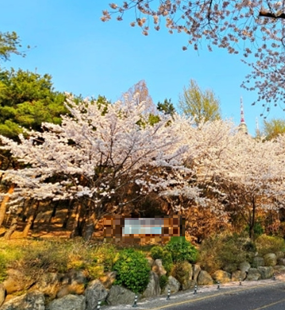 서울 벚꽃 명소 추천 베스트10 여의도 윤중로 석촌호수 서울숲 경희대학교 캠퍼스 남산공원 & 남산도서관 앞 창경궁 양재천 북서울 꿈의숲 안양천 벚꽃길 한성대입구 낙산공원