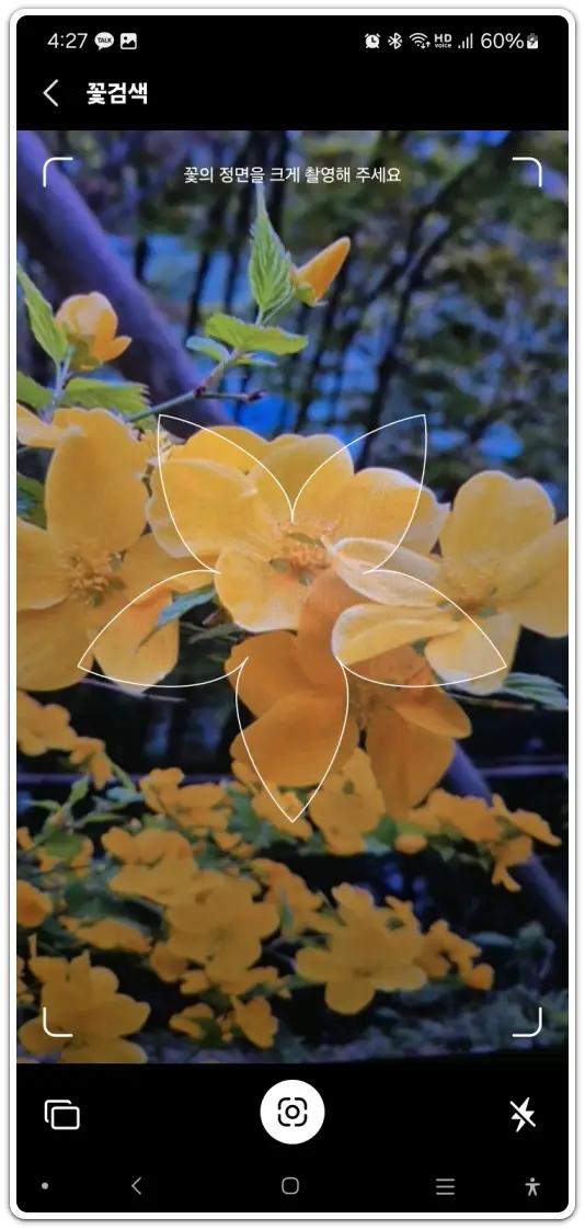 꽃-이름-검색-찾기-방법