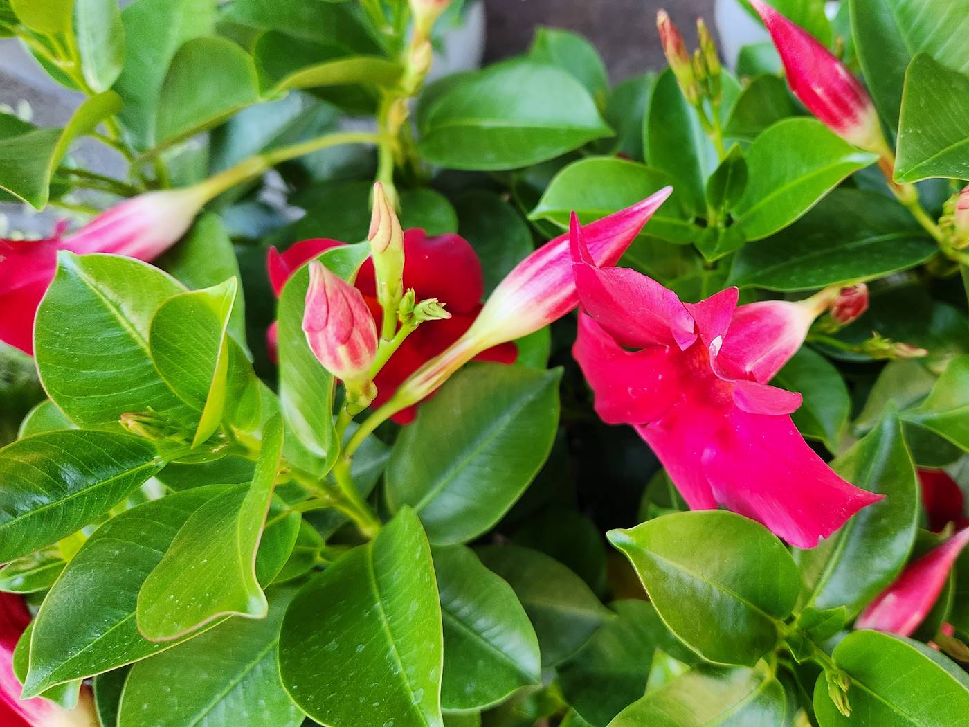 만데빌라 Mandevilla