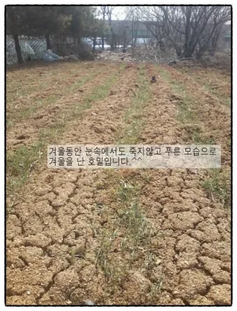 호밀 재배 가을 파종 추위 강함 사료용 수확_7