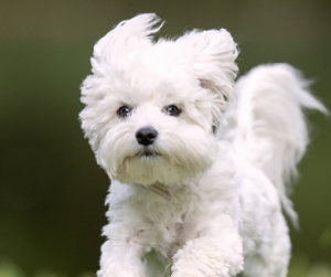 강아지 나오는 꿈 물리는 꿈