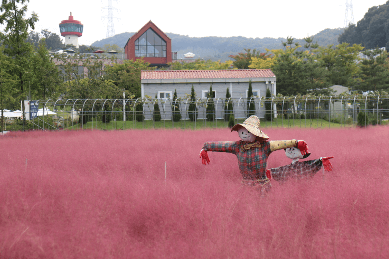 용인자작나무숲