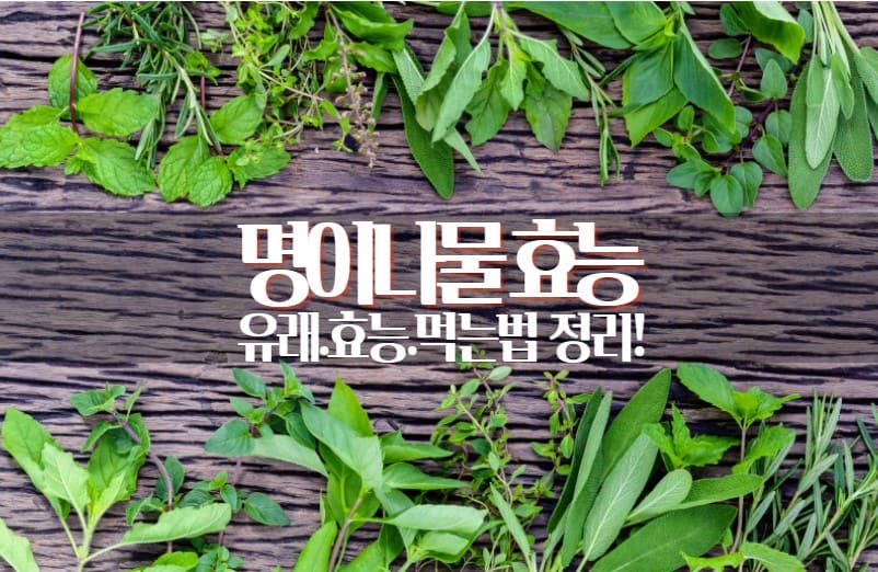 명이나물 표지