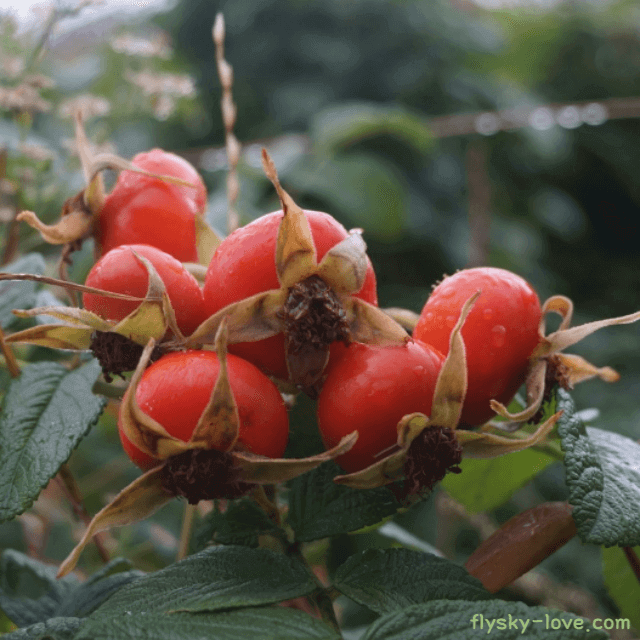 해당화 해당화뿌리