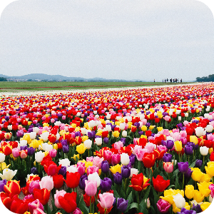 튤립축제 이미지