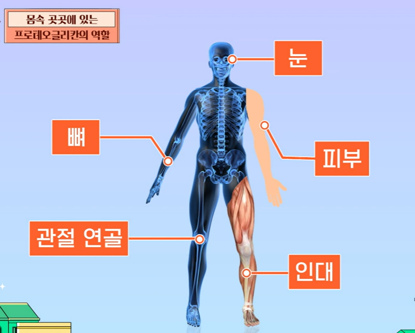 프로테오글리칸 효능