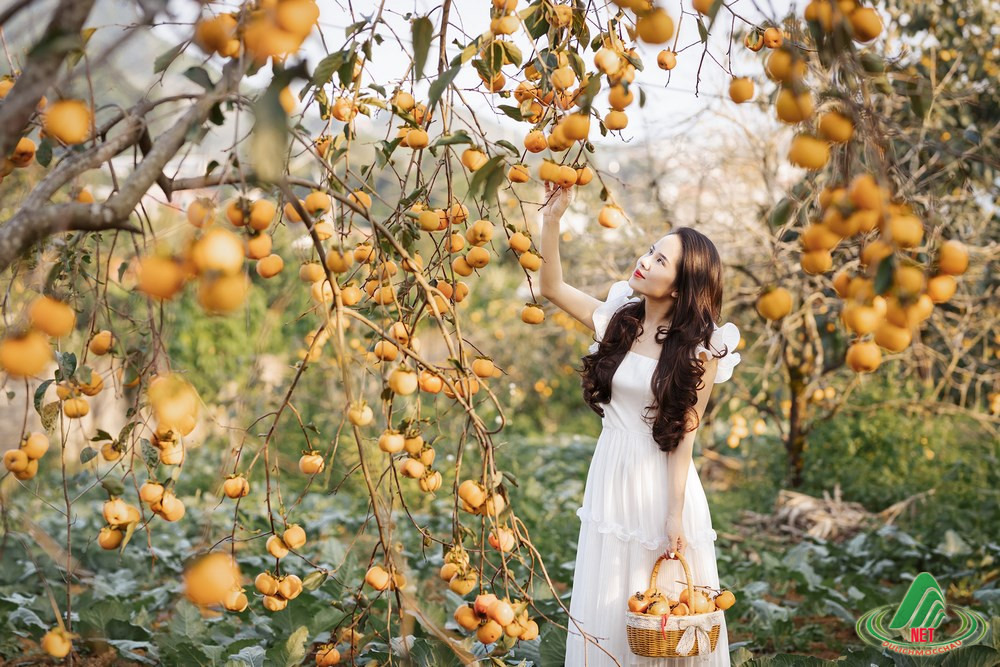 대봉감 수확시기