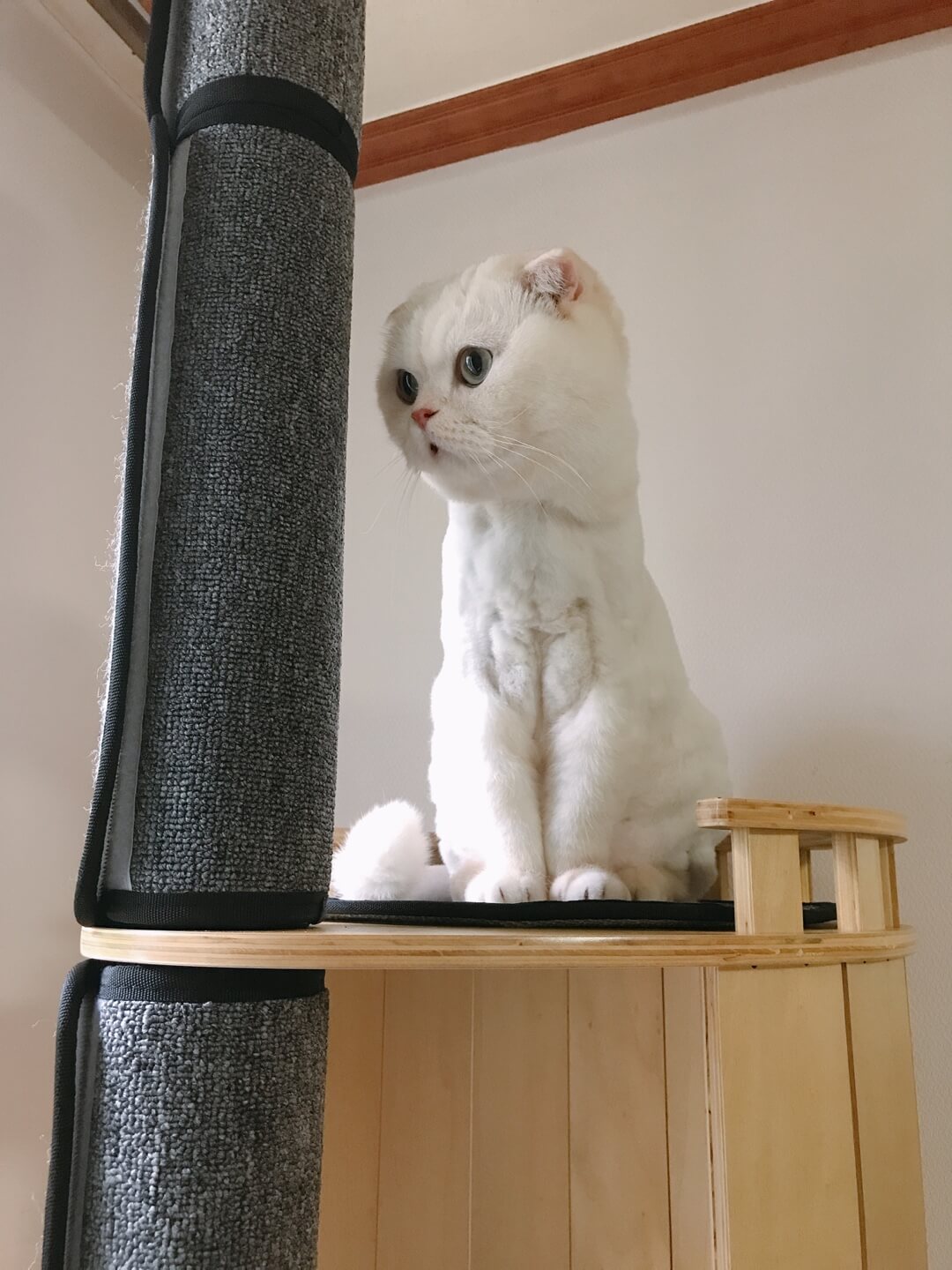 세계고양이의날