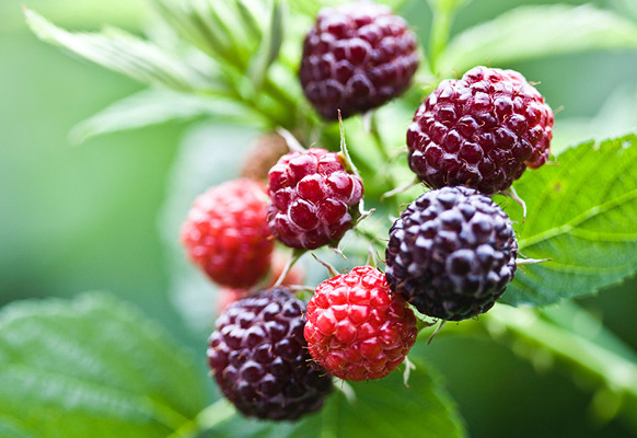 자연산 복분자 효능 섭취방법 알려드립니다.