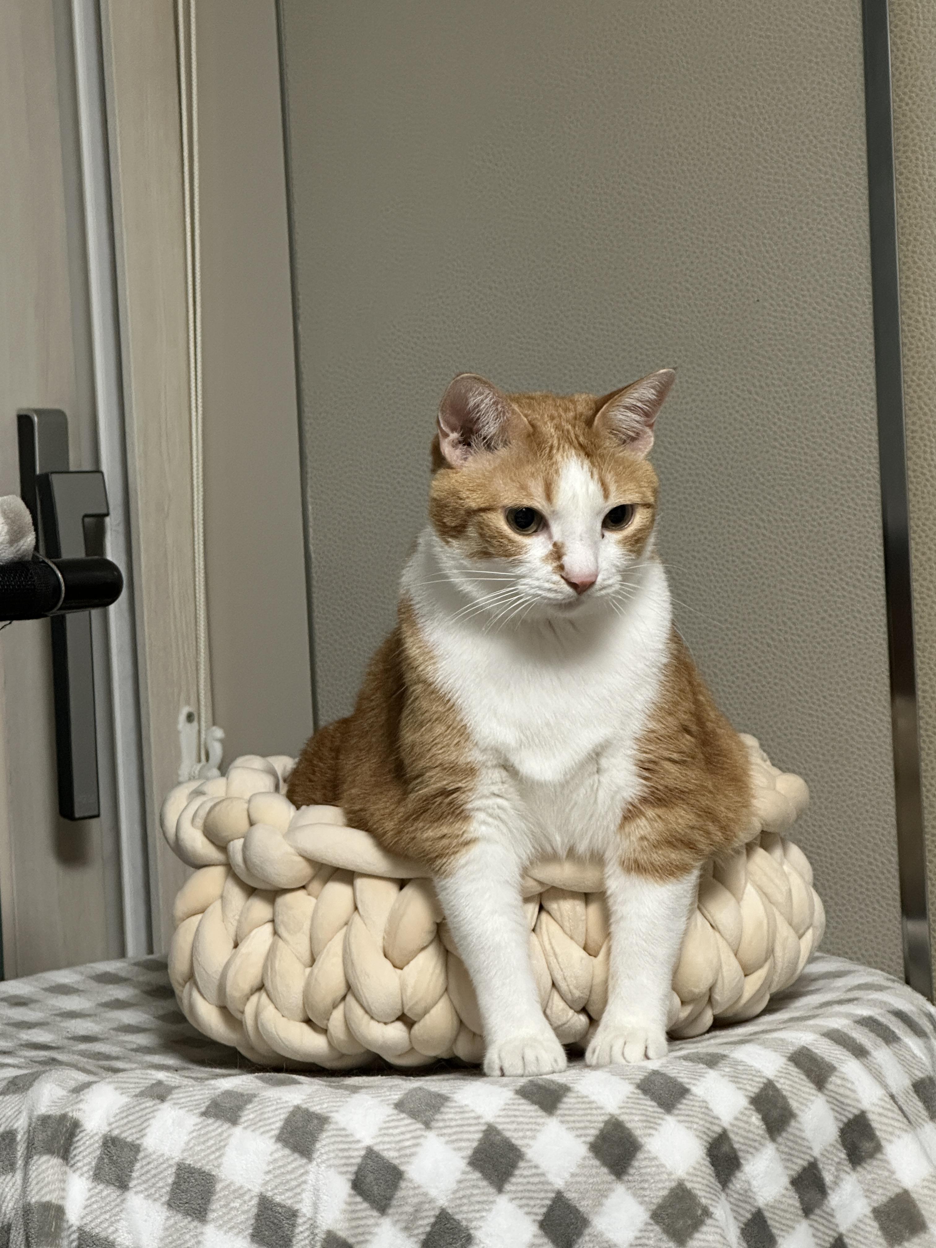 항아리바구니에_앞발을_빼고_들어가서_앉아_있는_치즈냥이_호야_4