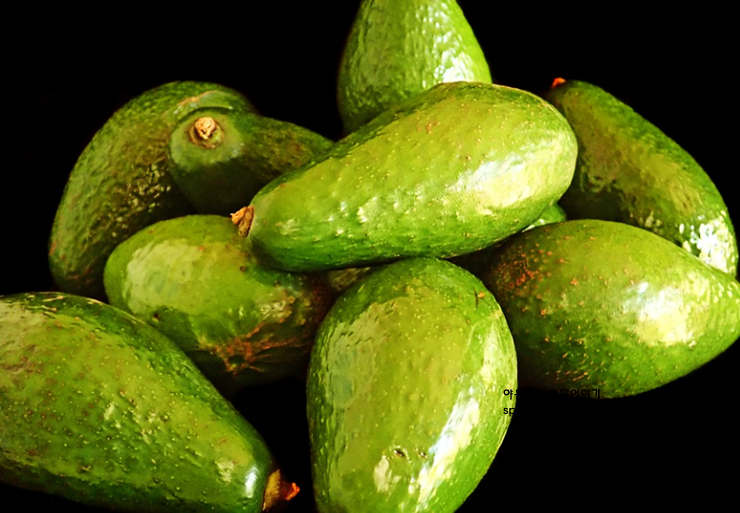 아보카도 오일 효능