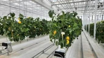 참외 재배 꽃 솎기 차광막 설치 당도 관리_11