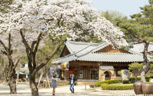 2025 남이섬 벚꽃축제 ! 남이섬 벗(友)꽃놀자, 벚꽃으로 물든 우정의 시간!!