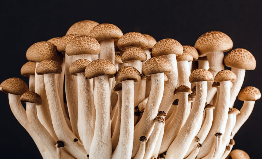 균류 단백질의 부상: 버섯과 곰팡이 기반 단백질의 가능성
