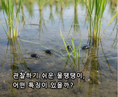 관찰하기 쉬운 물땡땡이, 어떤 특징이 있을까?