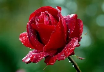 장미 삽목시기 삽목 방법 줄장미 넝쿨장미 색깔별 장미_3