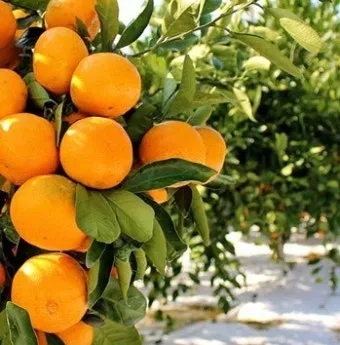 감귤 재배 노지 월동 비가림 하우스 관수 관리_6