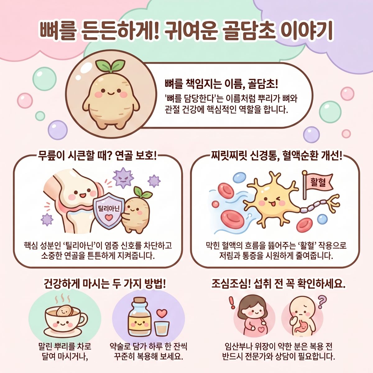 뼈 건강에 도움을 주는 '골담초' 소개 인포그래픽
