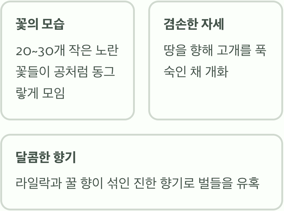 땅을 향해 피는 겸손한 꽃