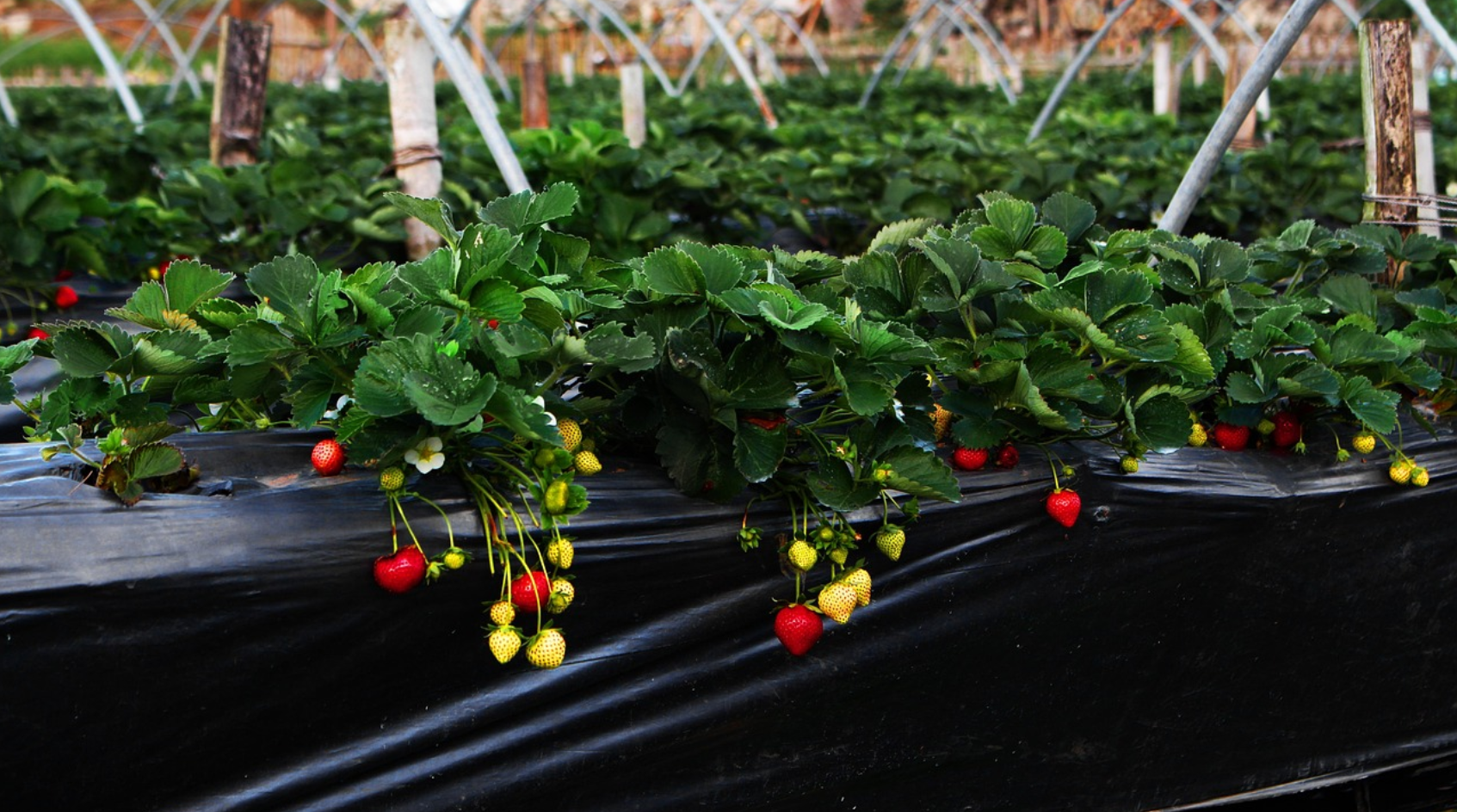 딸기 체험 농장