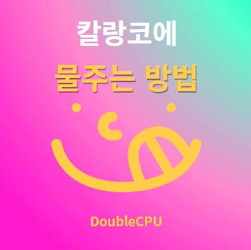 칼랑코에 물주기