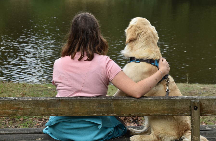 반려견 관련 사진