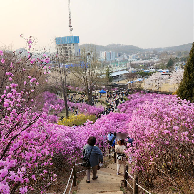 부천 진달래축제 내려오는 길
