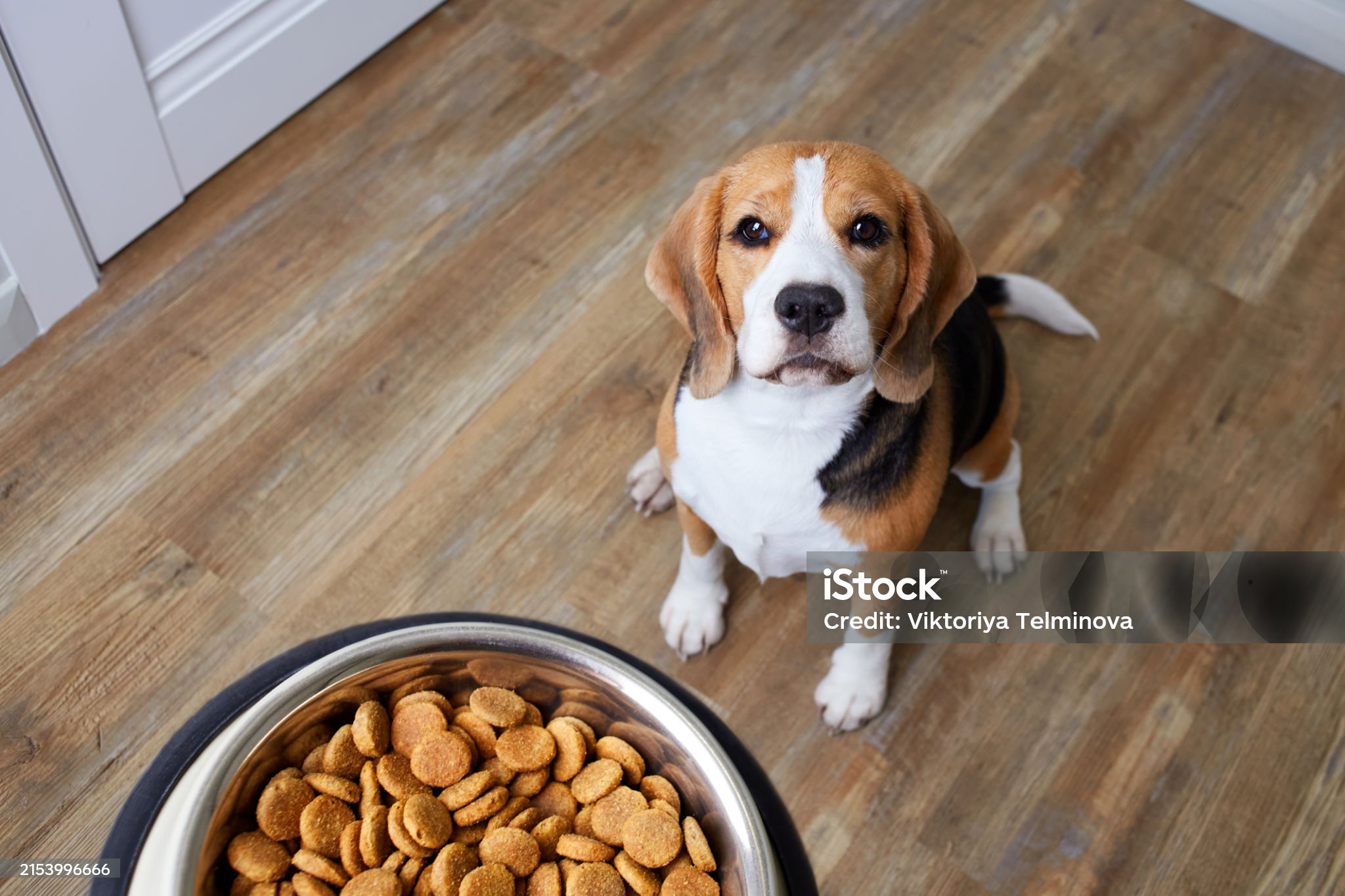 밥 안 먹는 강아지