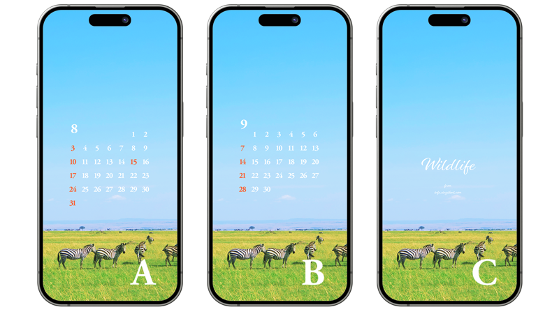 08 초원 위의 얼룩말 무리 ABC - 2025년8월 아이폰배경화면