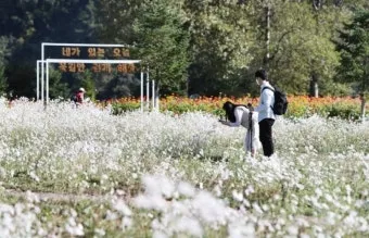 자라섬 꽃 페스타 2025 행사일정 관람 포인트 완전 정리_19