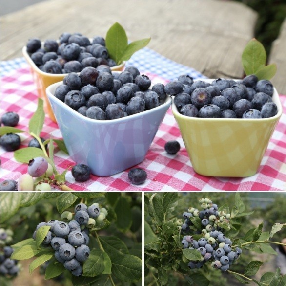 식타-위에-블루베리가-담긴-그릇3개