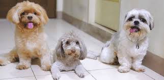 강아지 쿠싱증후군 증상, 원인, 치료 알아보기