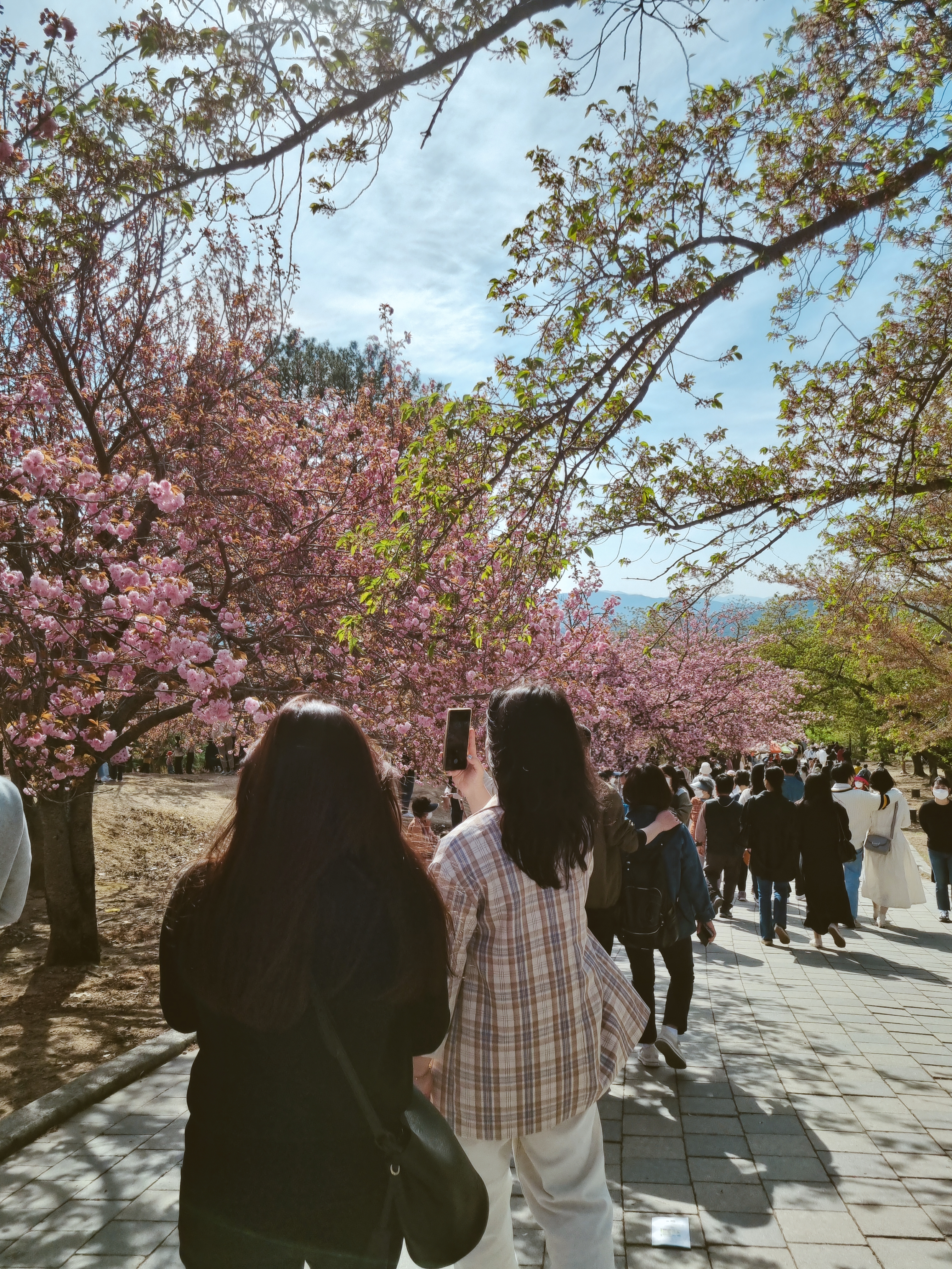 경주 불국사 겹벚꽃