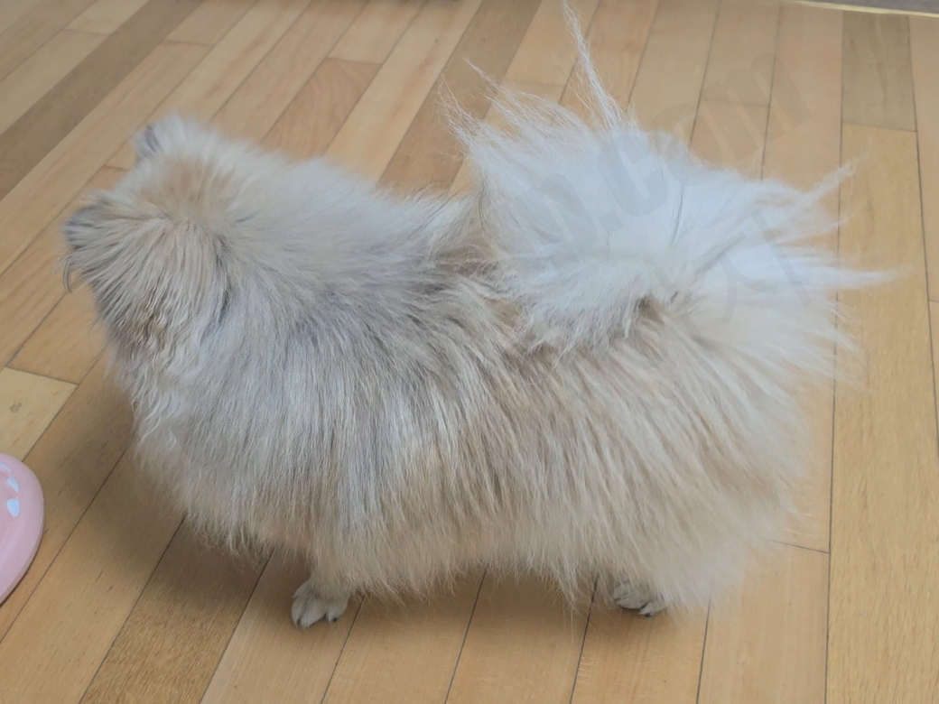 겨울 포메라니안 털