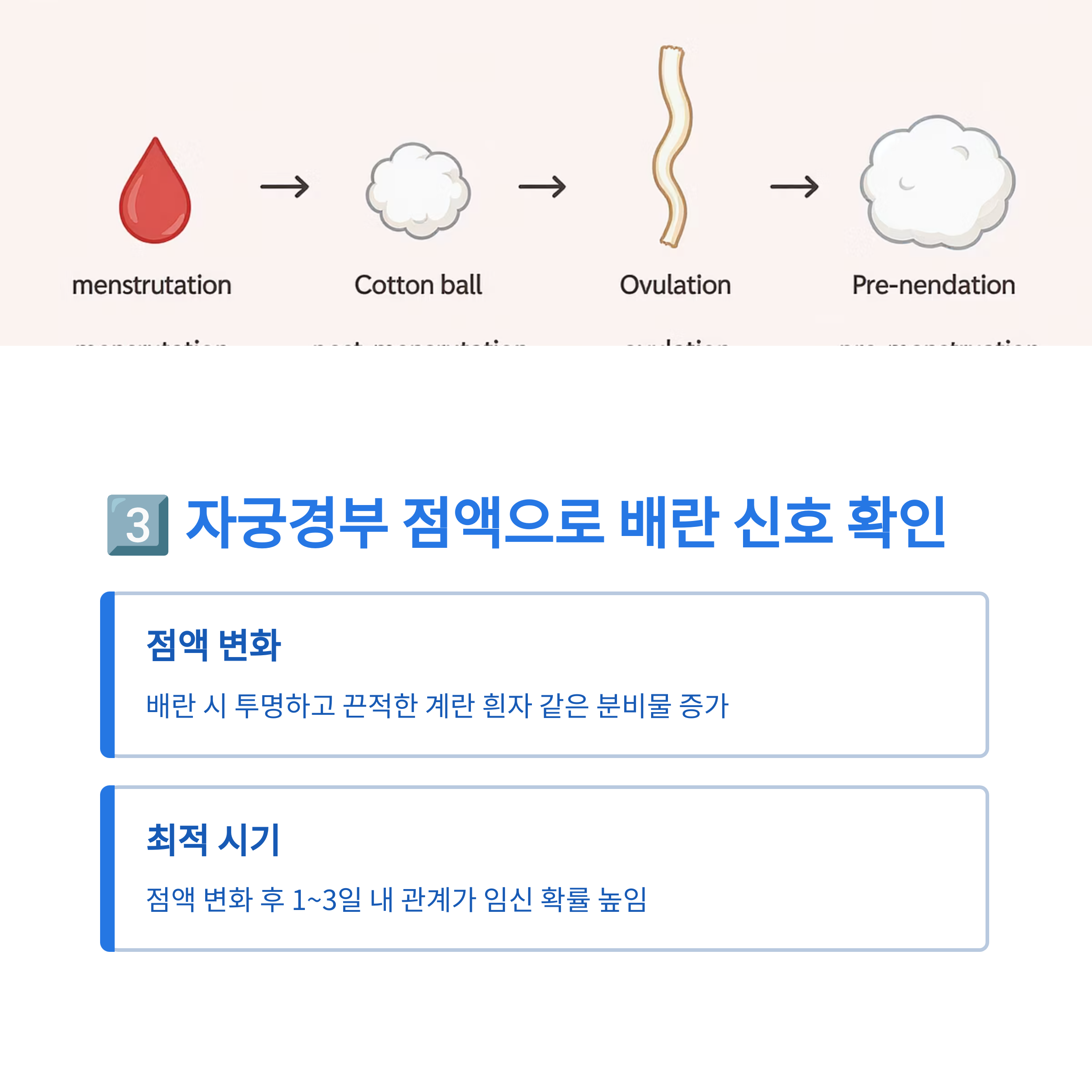 생리부터 배란까지 자궁경부 점액의 변화 단계를 일러스트로 보여주며, 점액의 변화로 배란 시기를 파악하는 방법을 설명하는 인포그래픽 이미지