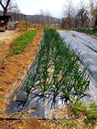 곡우 뜻 &amp;#124; 24절기 정리