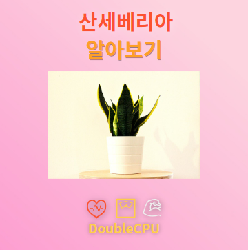 산세베리아 탐구