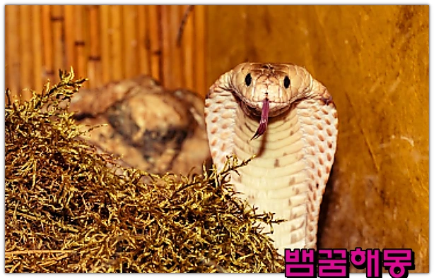 뱀꿈-뱀이행동하는꿈-12